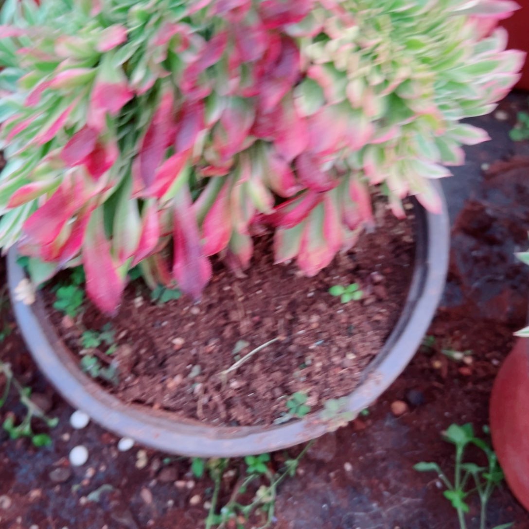 我1472 号多肉法师新年特价粉霞