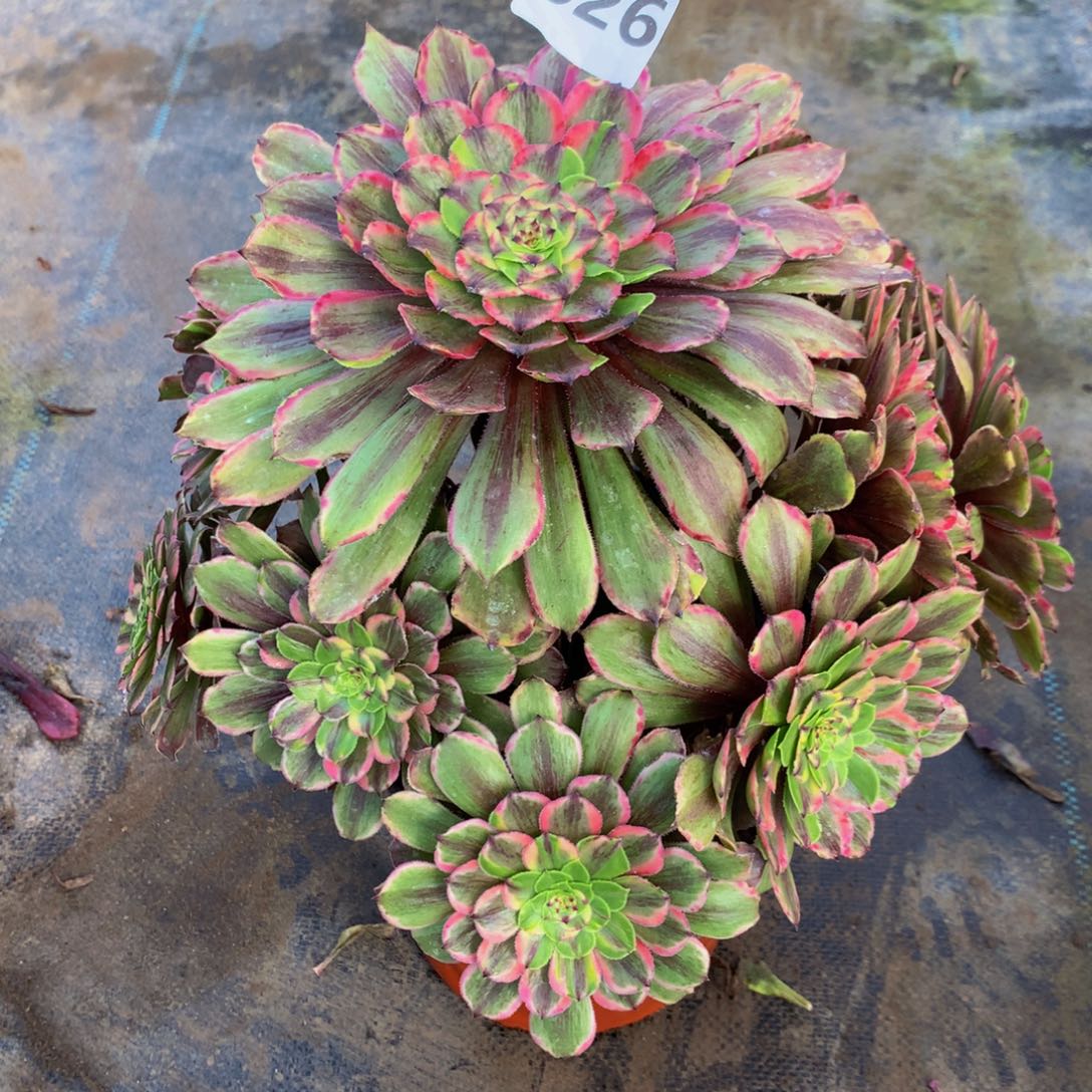 【闪购商品】我***爱626花脸特价秒