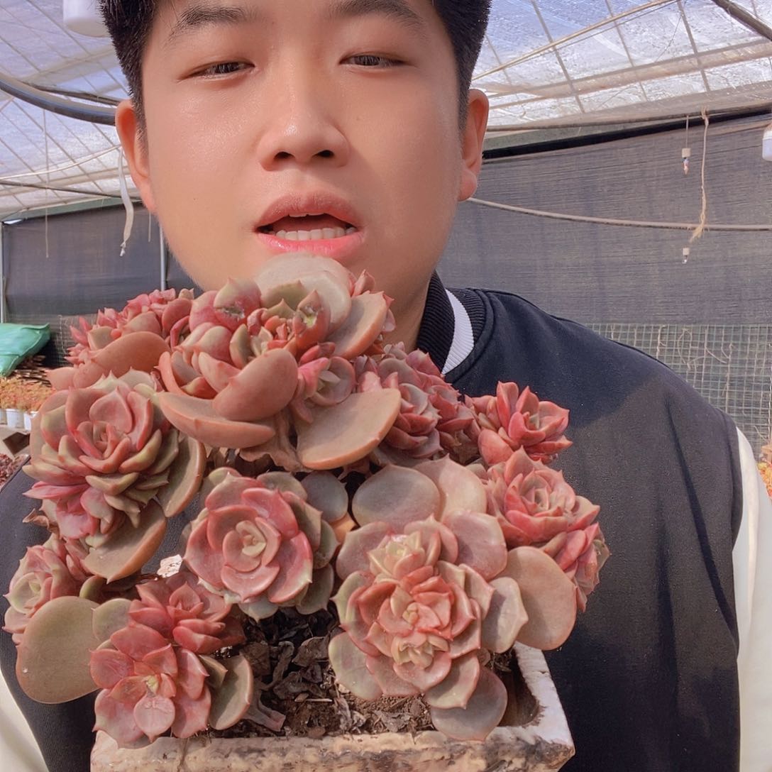 精品大红袍老桩造型特价