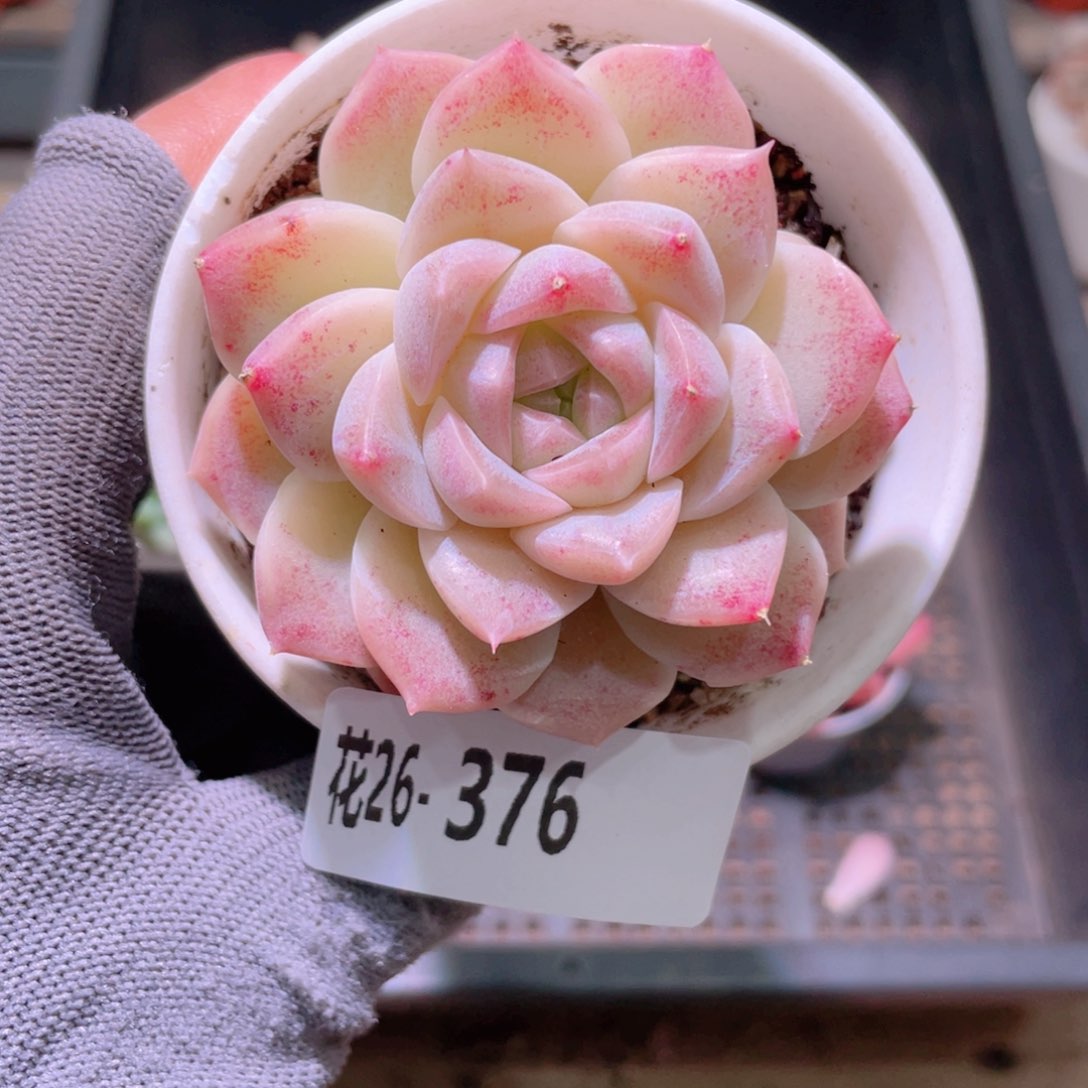 花利美26-376女王