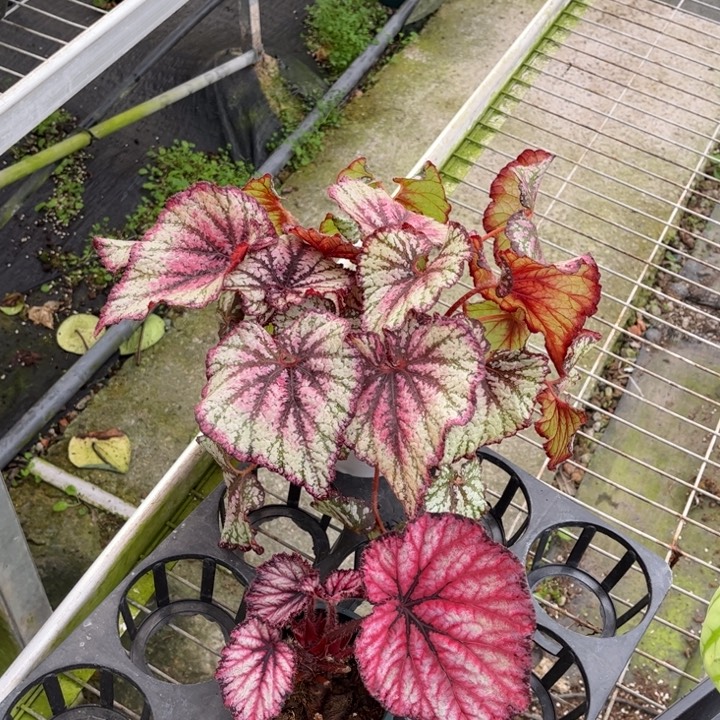 无花朵7588（活动无售后 介意勿拍）