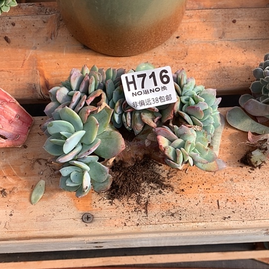 鎂***辰白凤缀化瑕疵不售后716 亏本处理退款拉黑7-8天发货