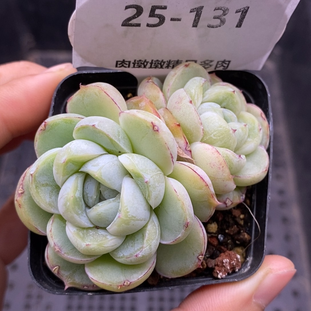 【闪购商品】25-131胖虎