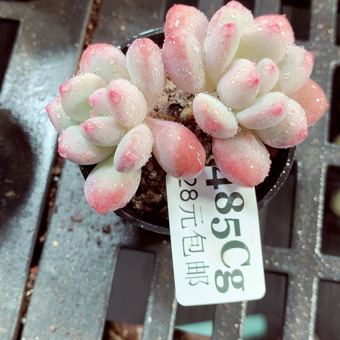 5厘米盆精控多肉485