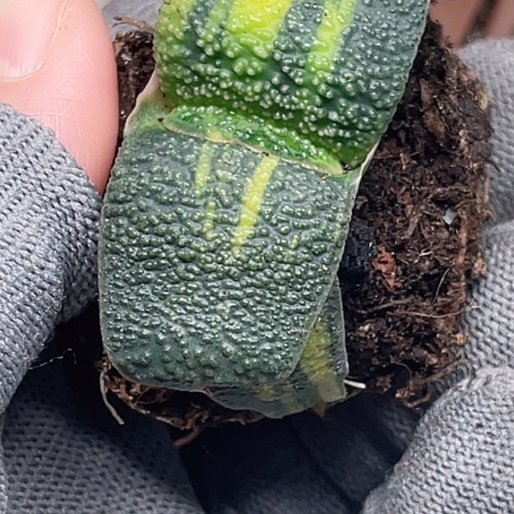 凤***叔客户专拍一物一拍