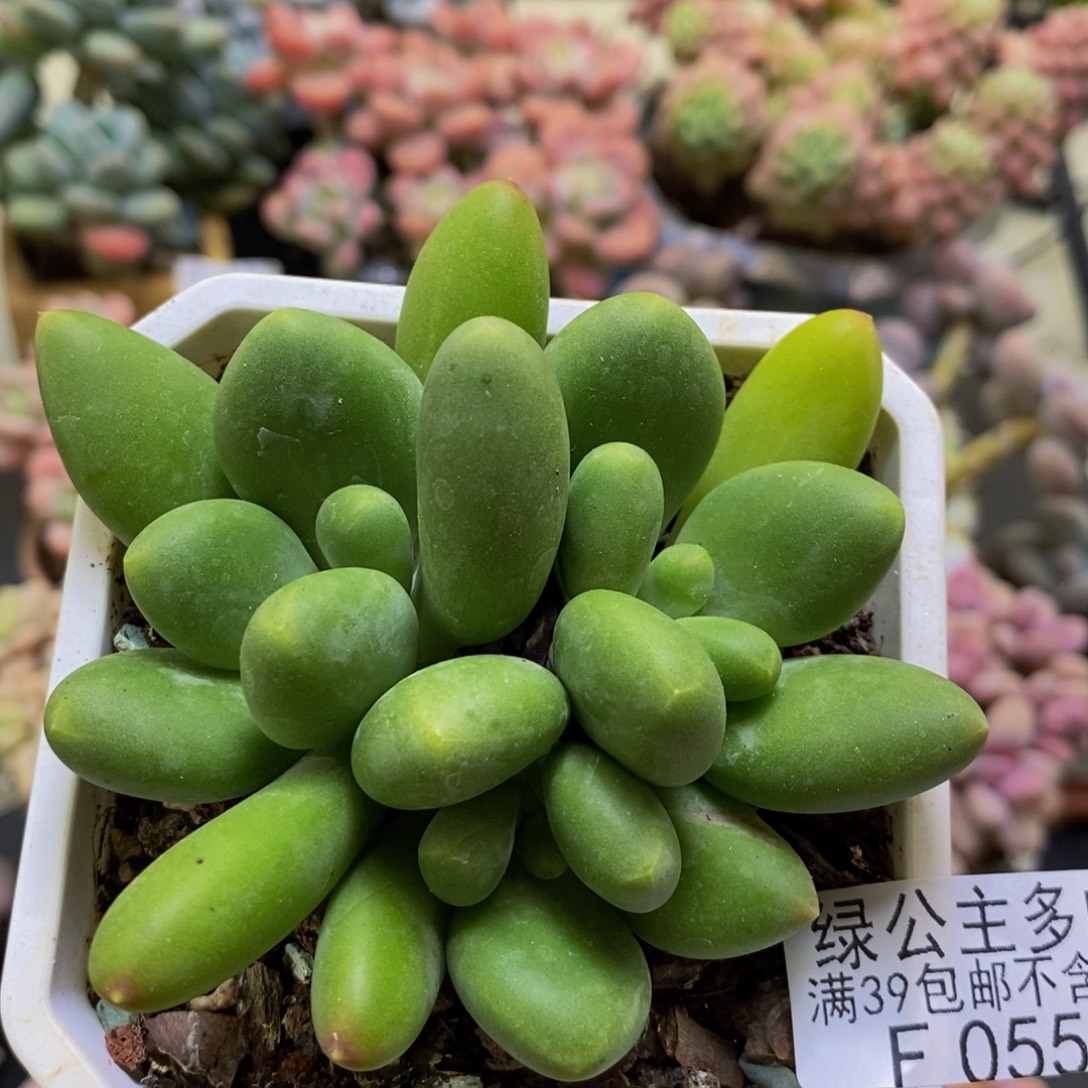 055芒果kk奶7cm多肉