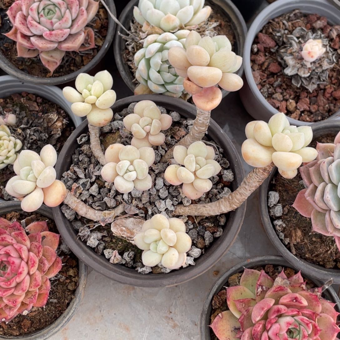 泡泡糖老桩群生八头