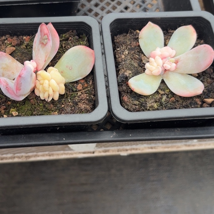 橙梦露底座一物一拍