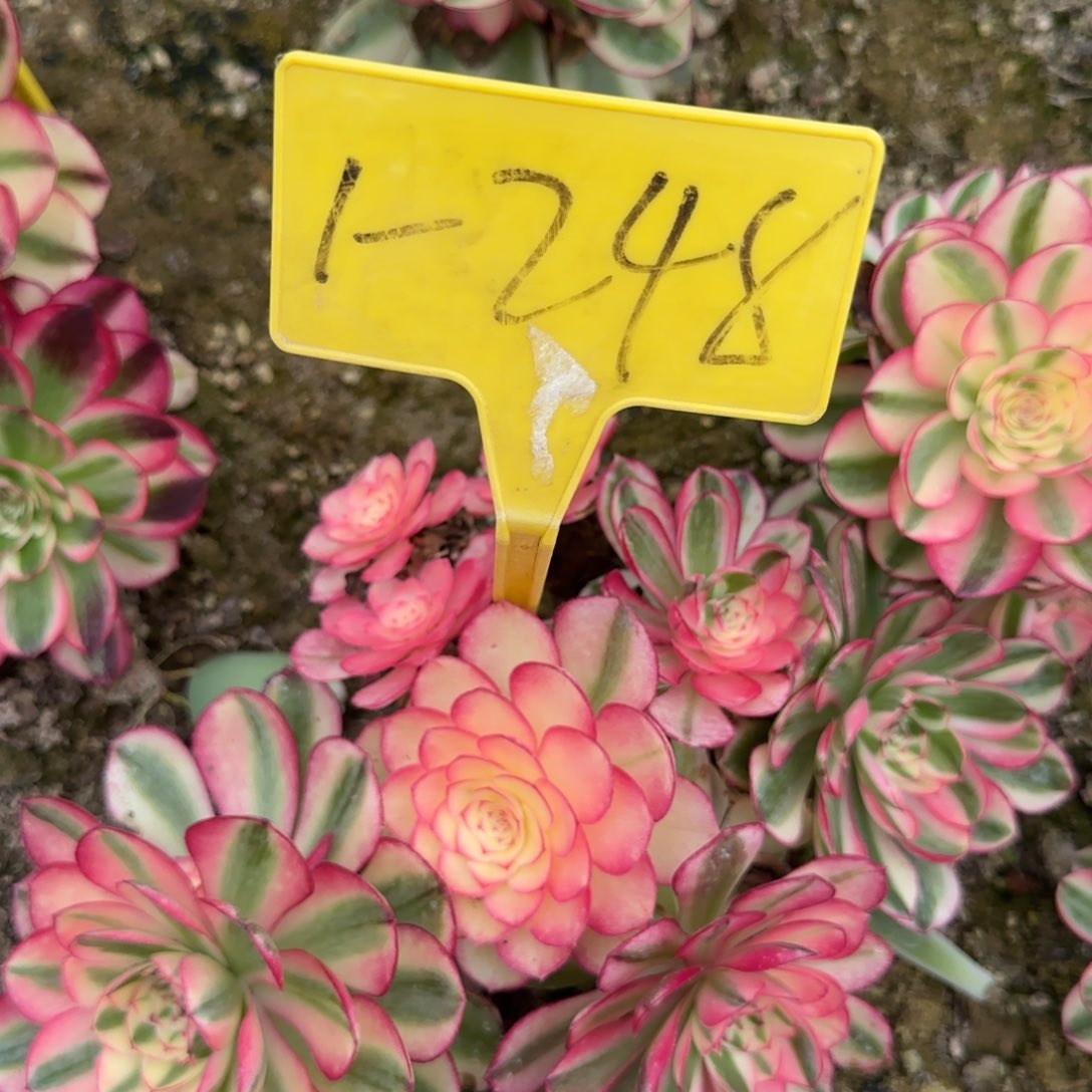 1-248---多头多肉植物