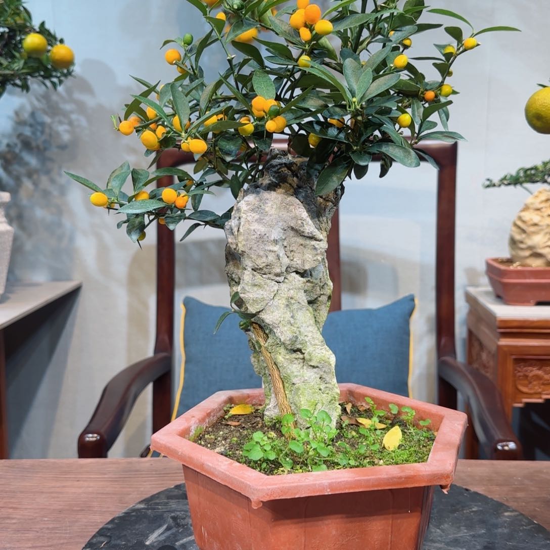 当前无花朵，栽培后可花朵诗*吖