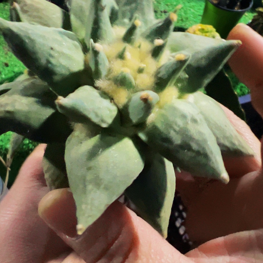 无花朵双头龙芽牡丹172