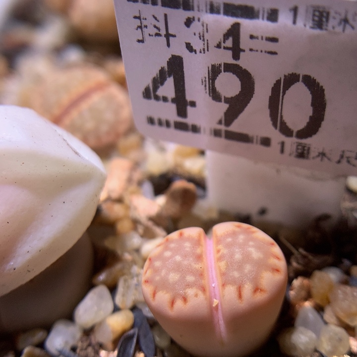精品生石花34.490