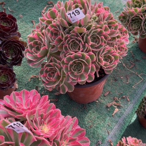 w***e719粉女郎手捧多肉