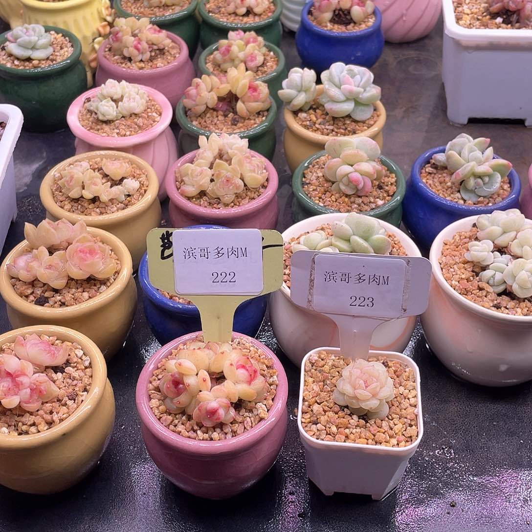 悦*果滨哥多肉M222琴心，223冰心