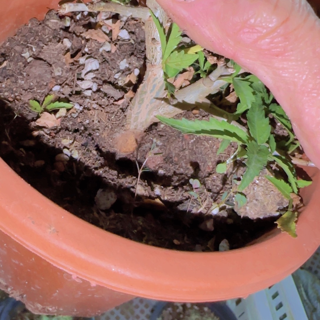 L***n块根植物块根植物