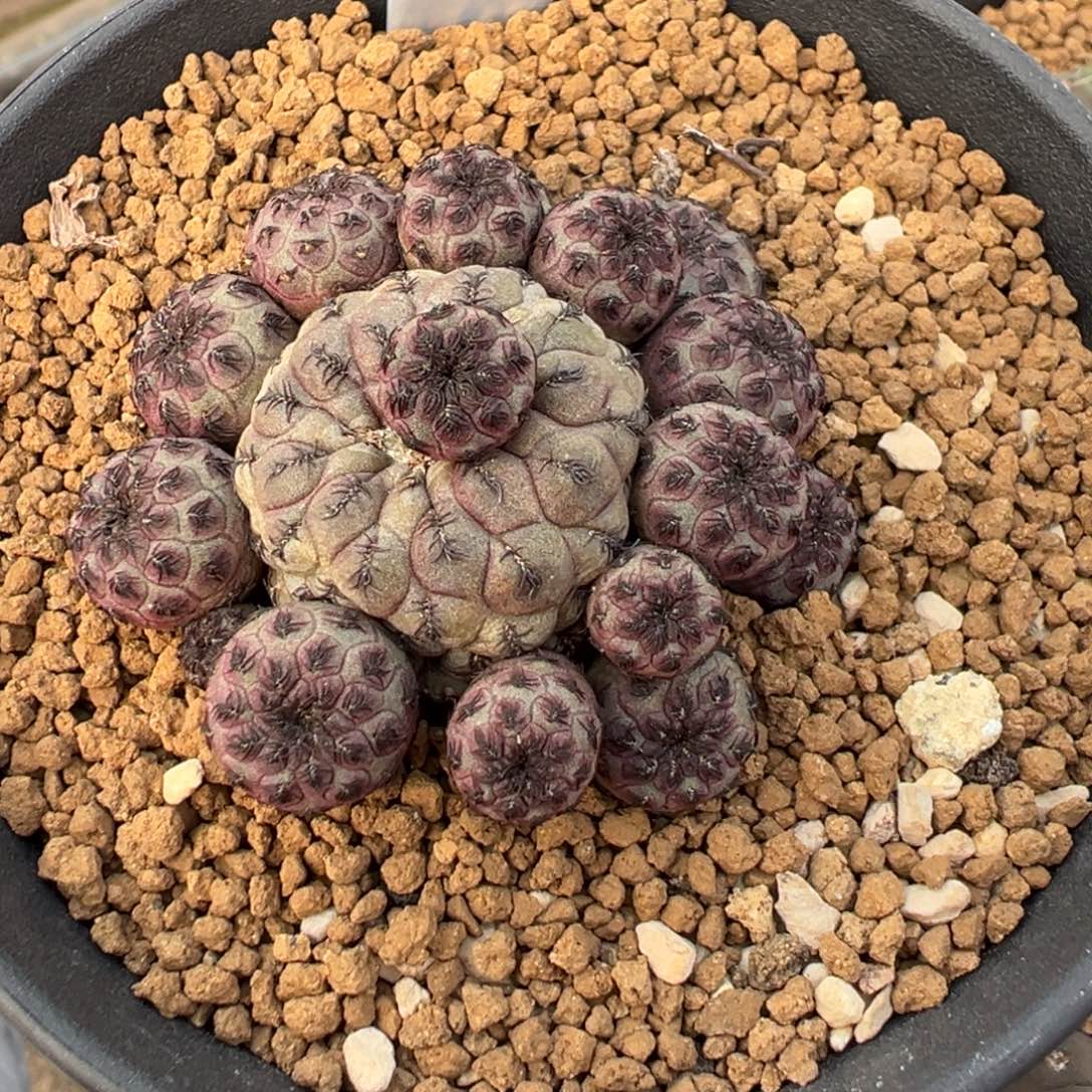 205自根萝卜紫丽丸多肉植物带盆土