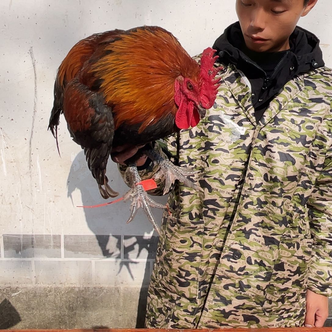 ……….180中国大陆包装211活鸡发货