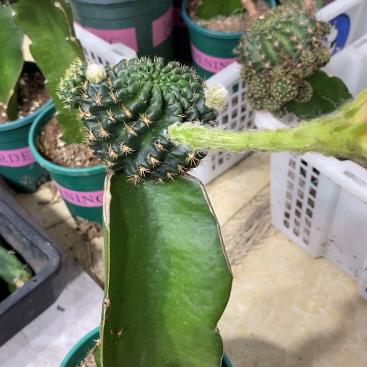 新品丽花L51母本一个