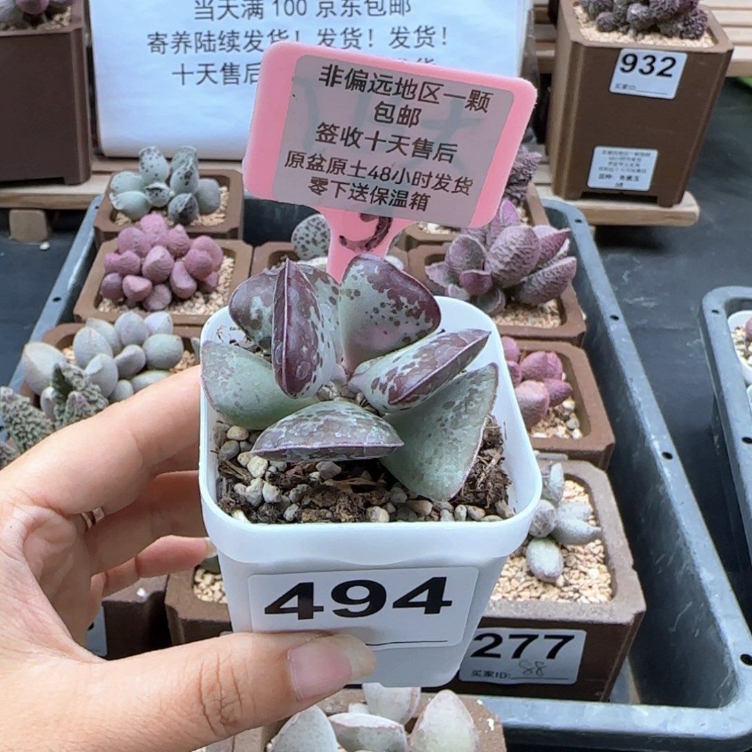 494爱心多肉植物