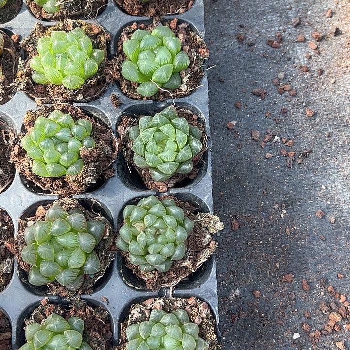 直播福利一物一拍34