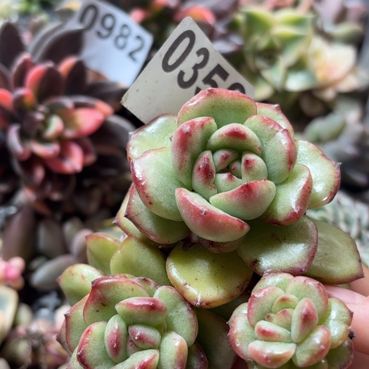 万宝龙石化锦多肉植物满18包邮当场凑单