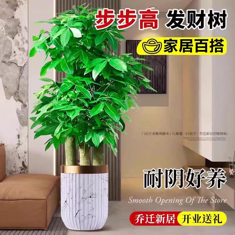 步步高发财树基地原盆种植客厅大型绿植乔迁办公室乔迁开业送礼