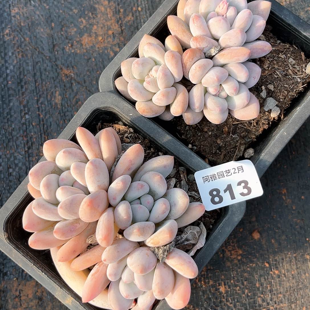 阿雅园艺。 不售后813