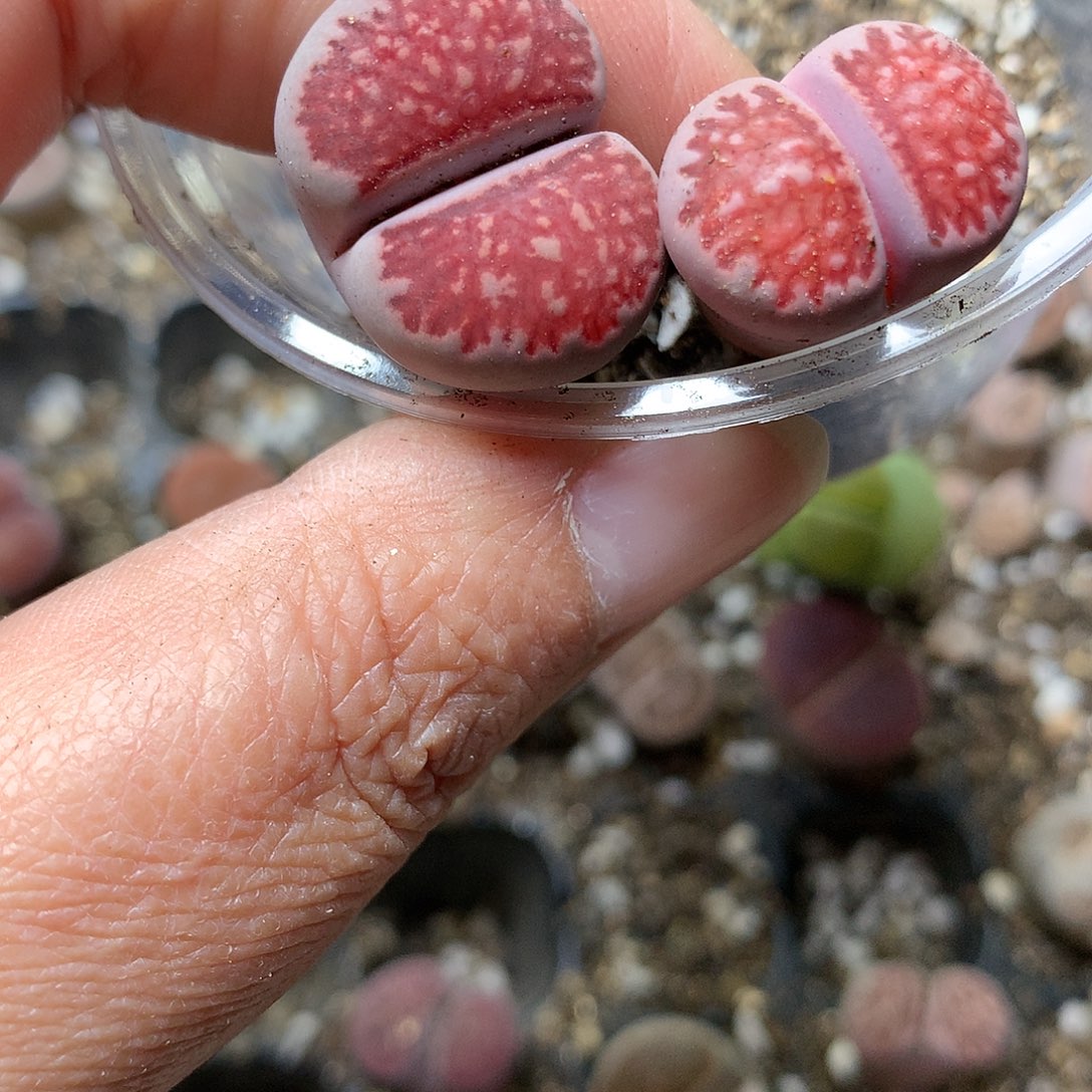 粉****心E406多肉植物保护研究所