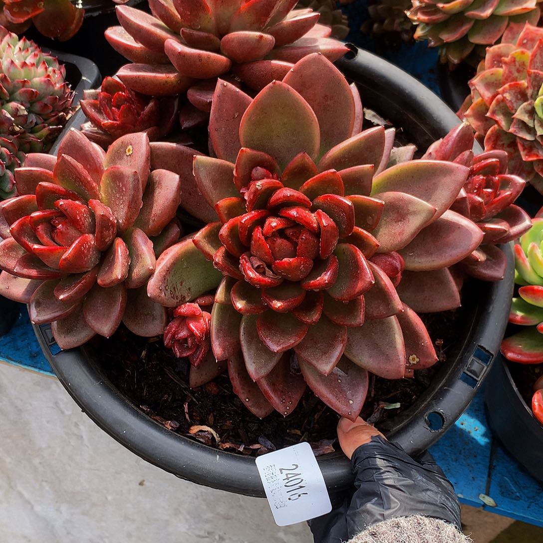 累***的丰配玫瑰24016吨肉多肉