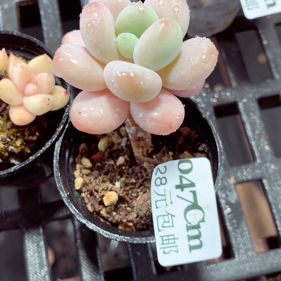 5厘米盆精控多肉047