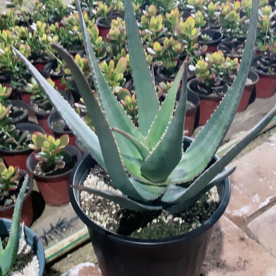 百**.石玉扇芦荟包邮