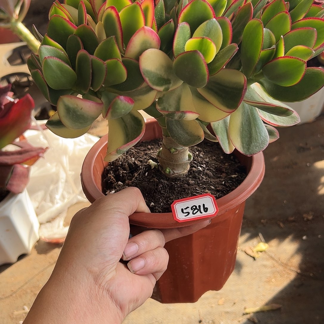 婷***婷稀有新花月锦带盆发货5816