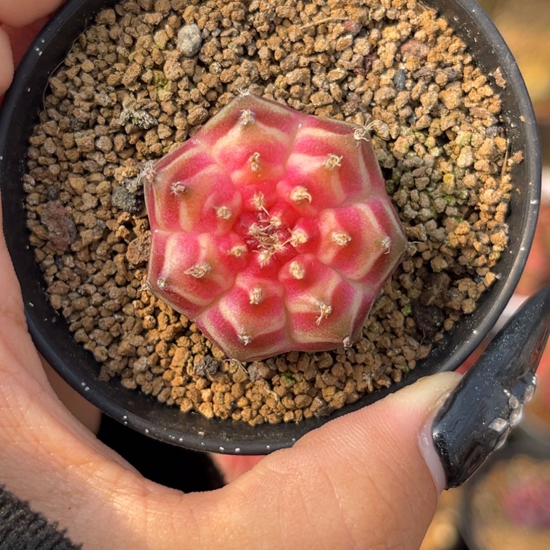 1062 泰系轮回 带盆土