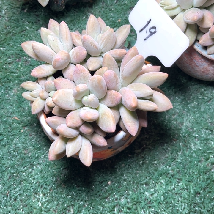 白兰地19号码牌子的话题