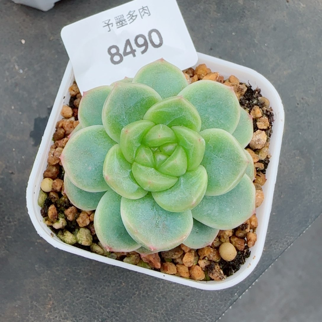 绿体财富密码，8490多肉植物