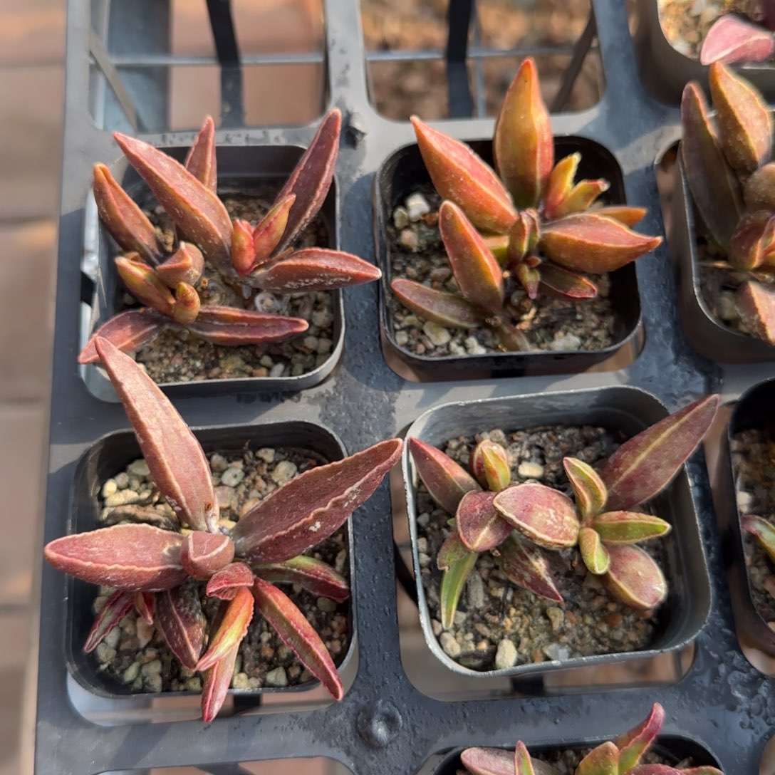 黑肌楞叶量拍链接