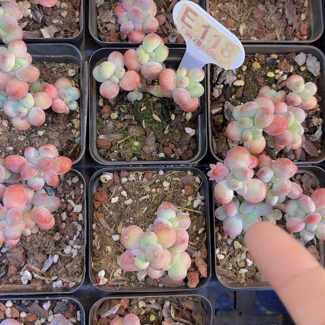 咸***肉E118苹果奶一物语拍