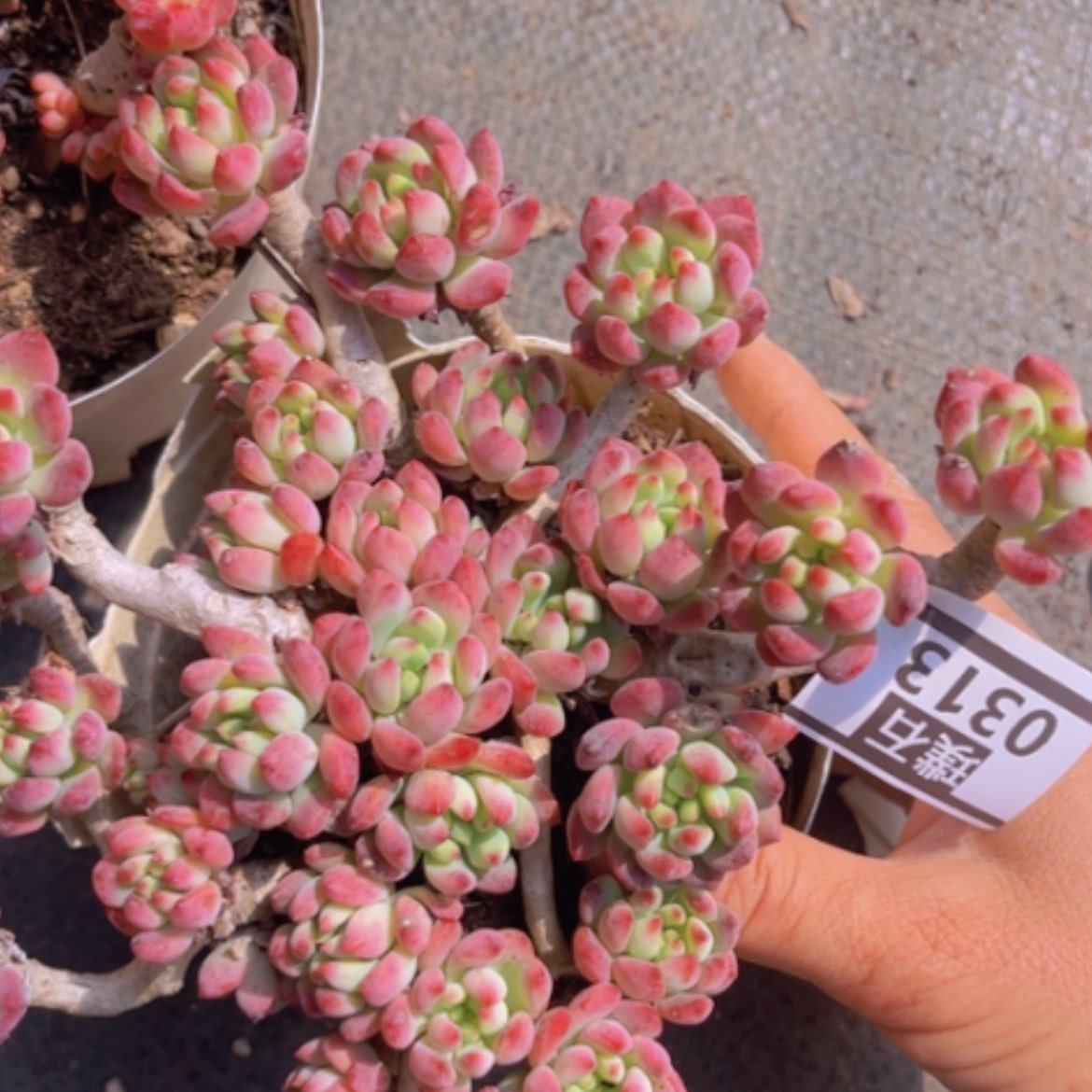 【闪购商品】蓝苹果0313