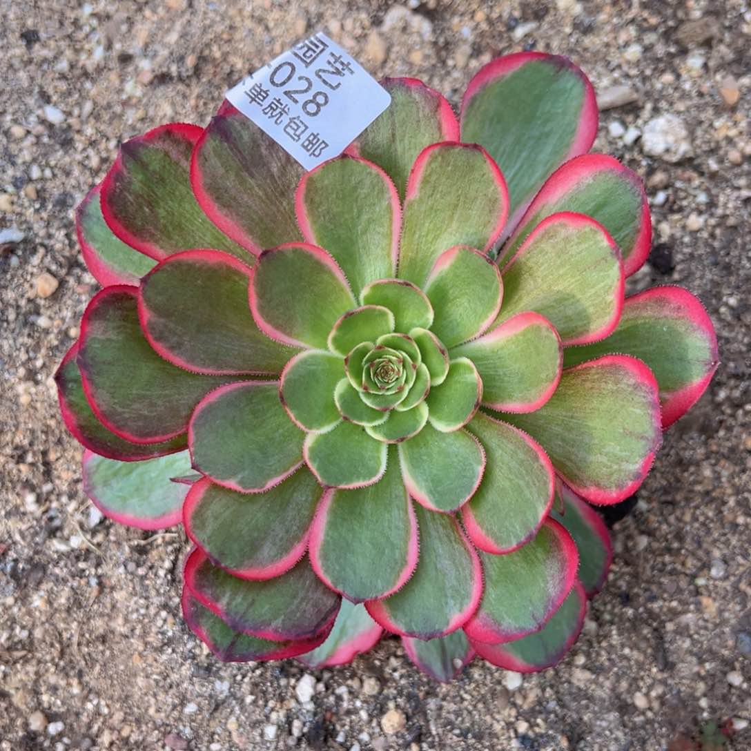 粉花妖多肉植物手捧028