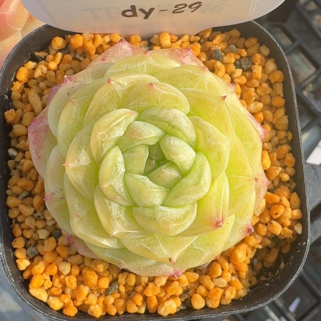 0205-029-萤石珍妮