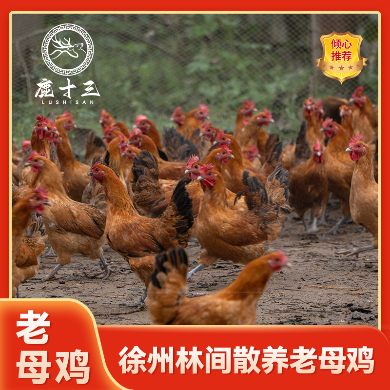 【拍1到两只支持试吃1只】生态散养走地溜达黄油老母鸡新鲜现杀营养