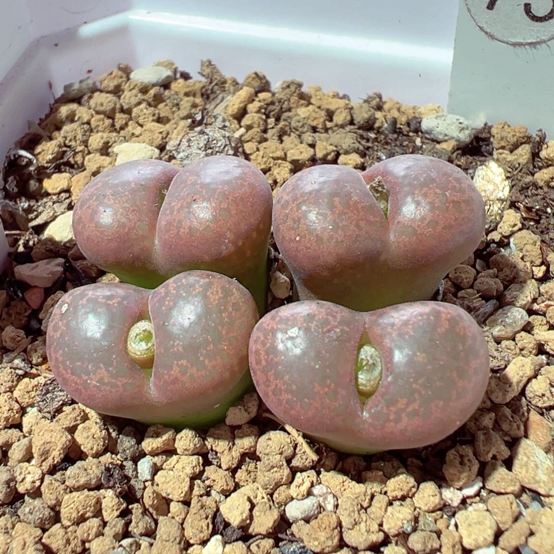 1210-399多肉多肉