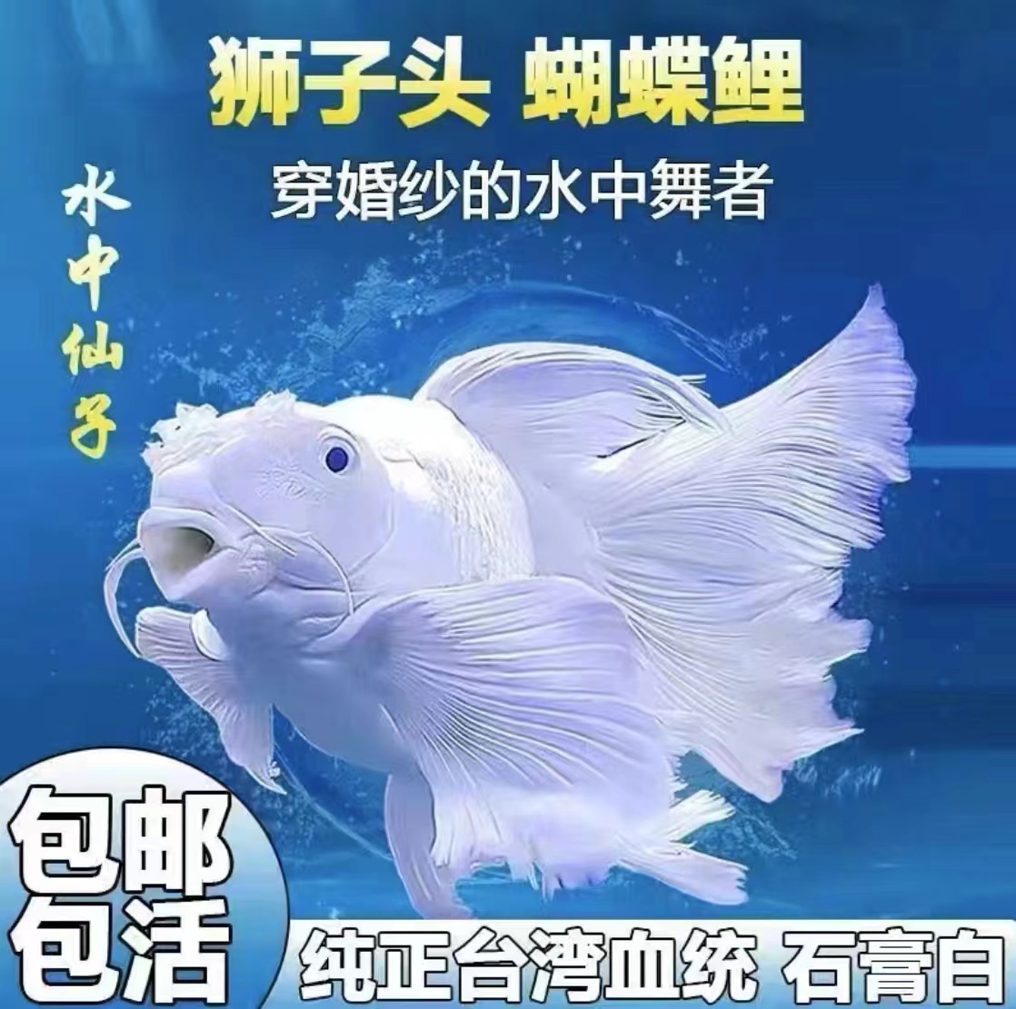 纯种台湾狮子头蝴蝶鲤赛级白短球好养耐活观赏鱼【包活包损】活体发