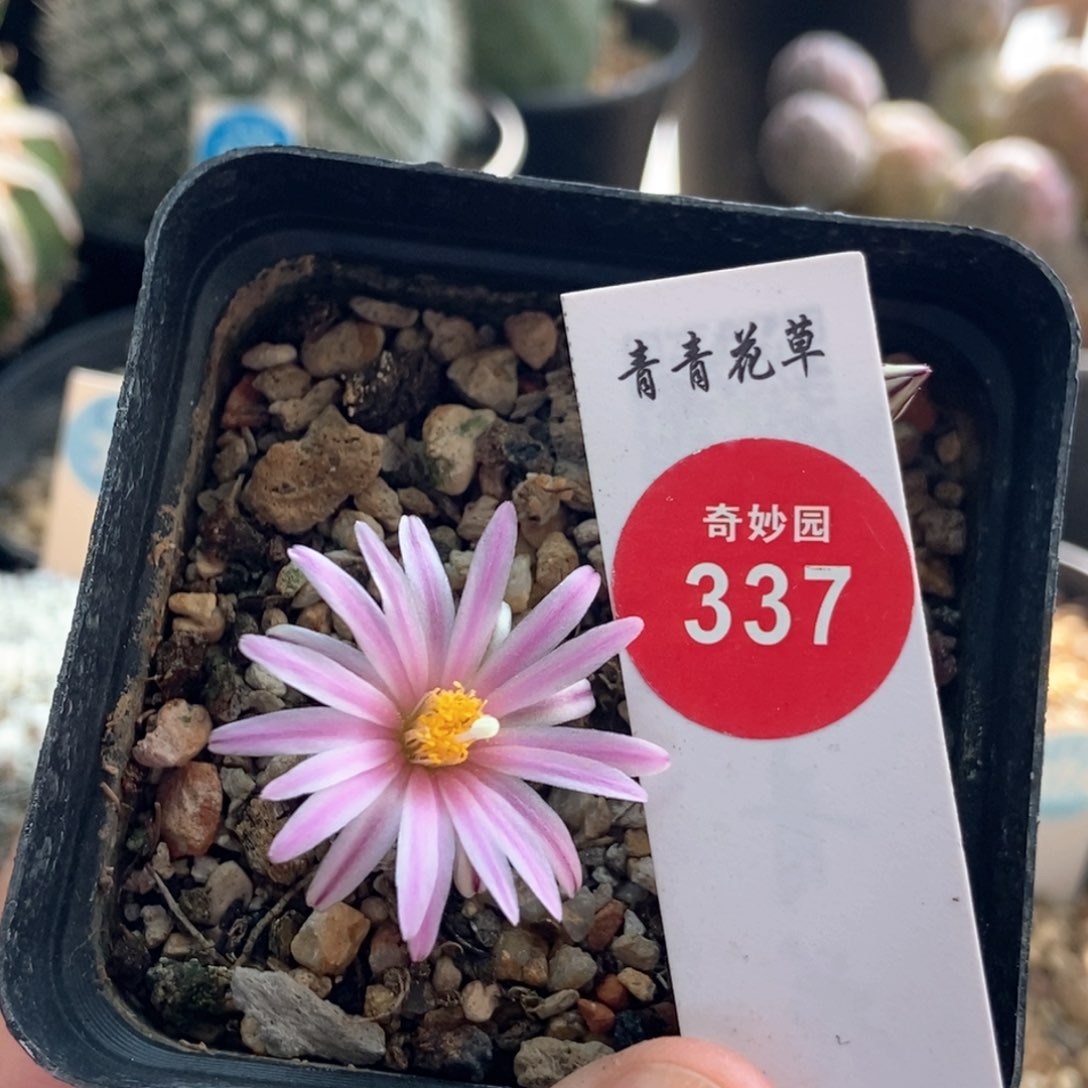 好*气精巧殿一棵仙人球