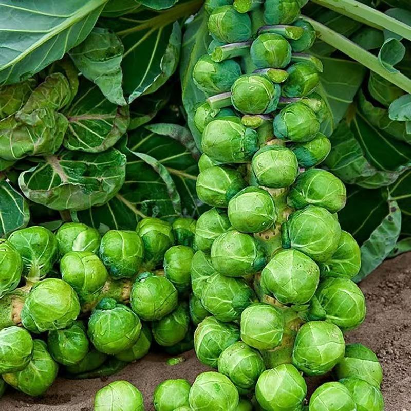 孢子甘蓝一年四季茽抱子甘蓝小包菜卷心菜包心菜秋冬蔬菜