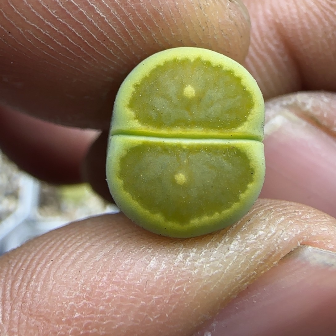 043 生石花大棚直播