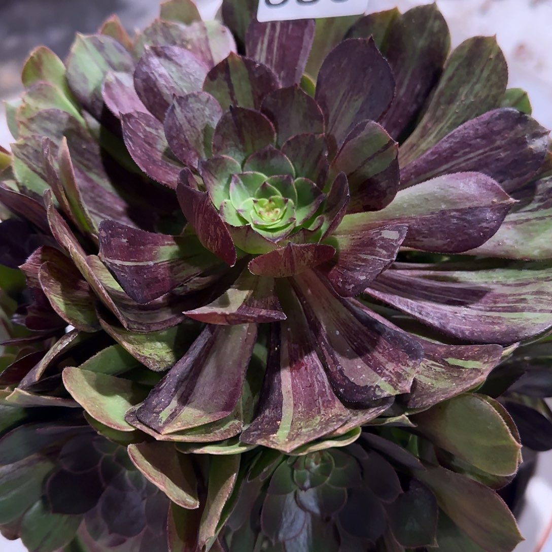 多肉植物墨染583法师