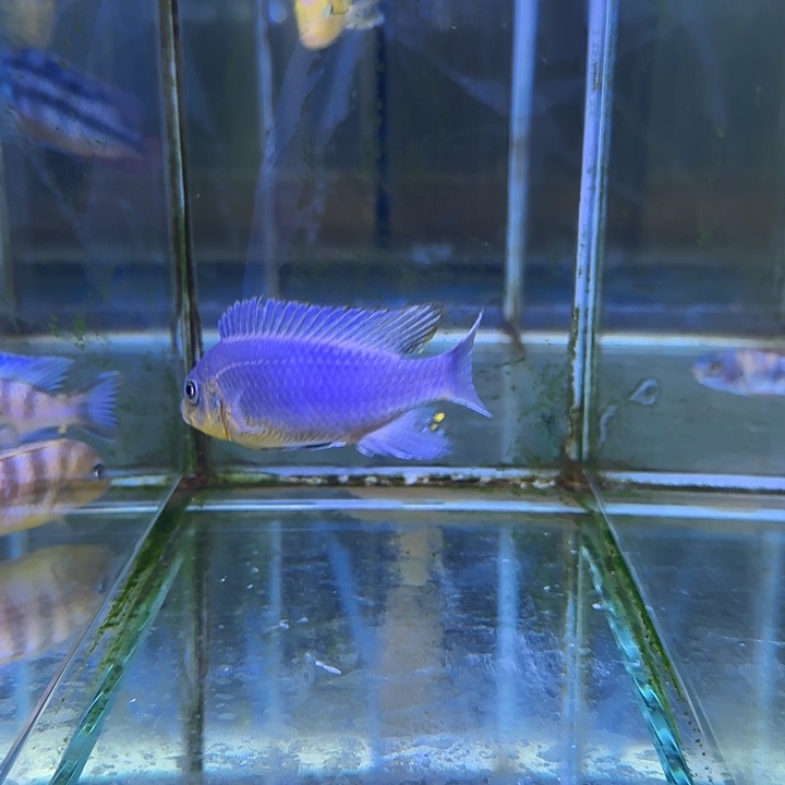 八***财海水鱼287号11111111