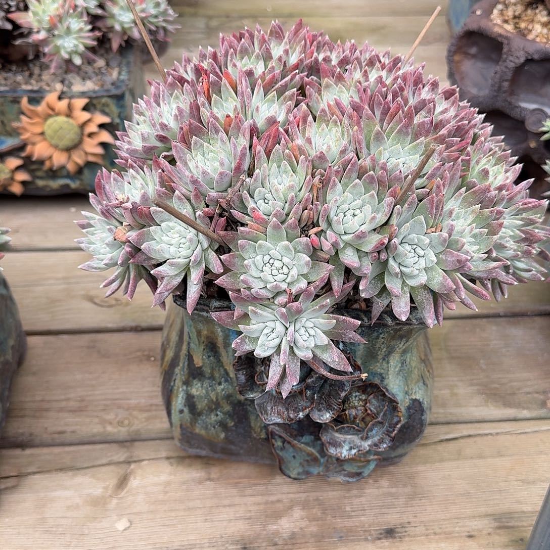 2***6多肉植物仙女杯A188