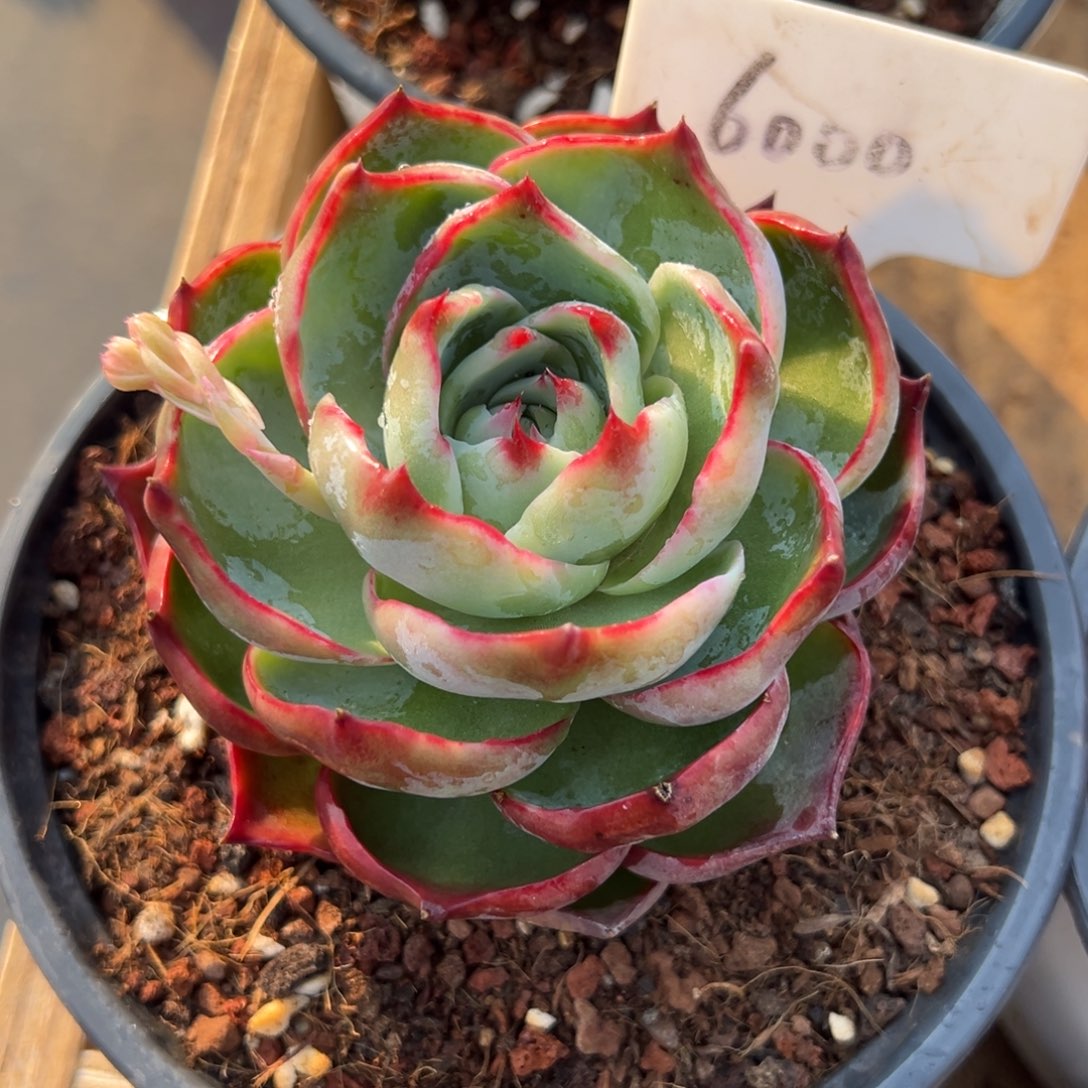 诱**?惊鸿仙子一物一拍6000号